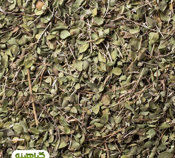 عکس گیاه اویشن