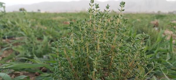 عکس گیاه اویشن