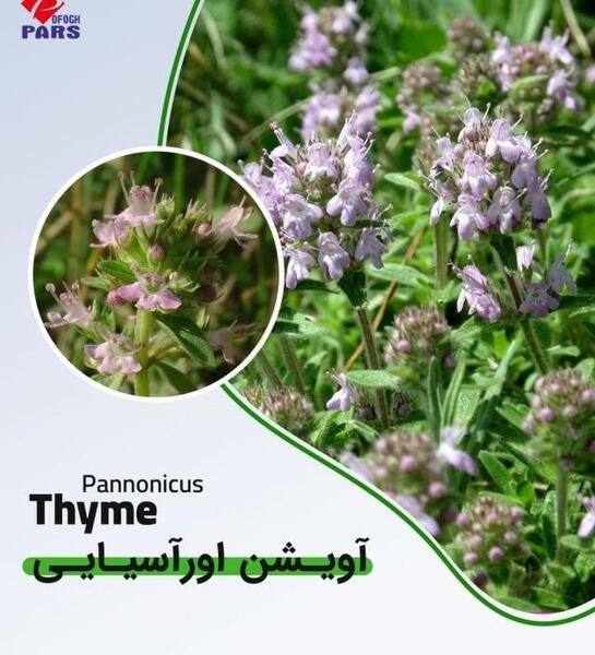 عکس گیاه اویشن