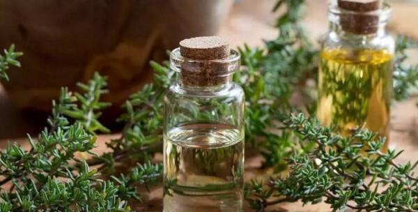 عکس گیاه اویشن