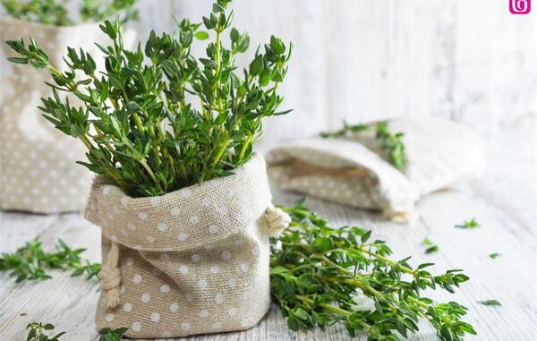 عکس گیاه اویشن