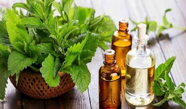 عکس نعناع و پونه