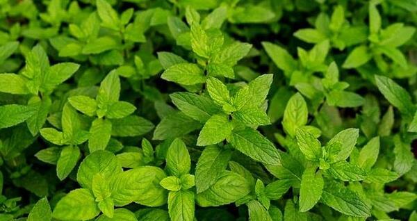عکس نعناع و پونه