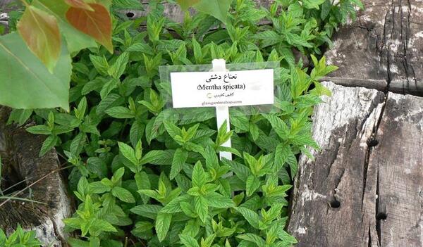 عکس نعناع و پونه
