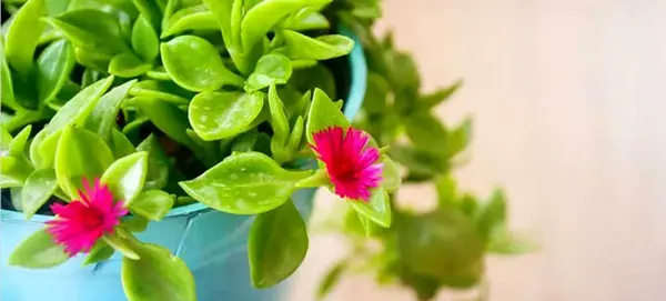 عکس گل گیاه طبیعی