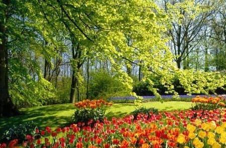 عکس گل گیاه طبیعی
