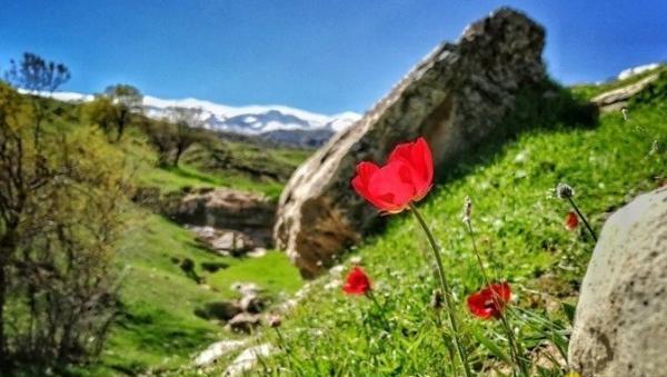 عکس گل گیاه طبیعی