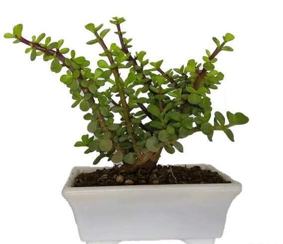 عکس گل گیاه طبیعی