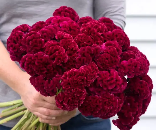 عکس گل گیاه طبیعی