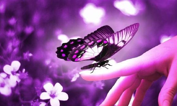 عکس پروانه صورتی واقعی