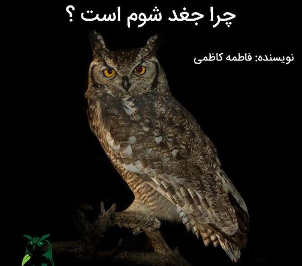 عکس جغد واقعی سفید