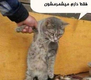 عکس جالب عکس جالب
