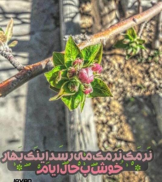عکس بهار متن