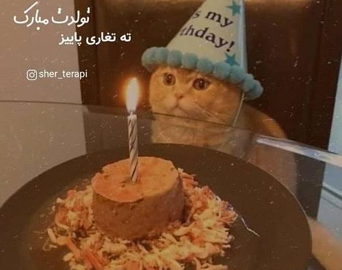 عکس تولد گربه غمگین