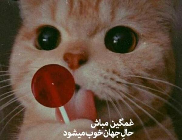 عکس تولد گربه غمگین