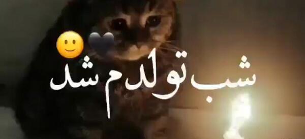 عکس تولد گربه غمگین