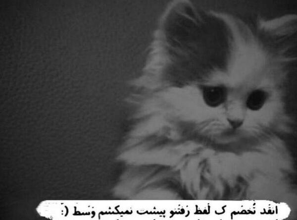 عکس تولد گربه غمگین