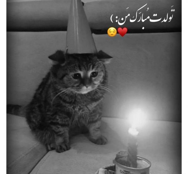 عکس تولد گربه غمگین