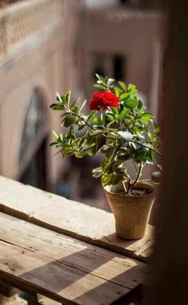 عکس پروفایل دخترونه شیک و کلاسیک