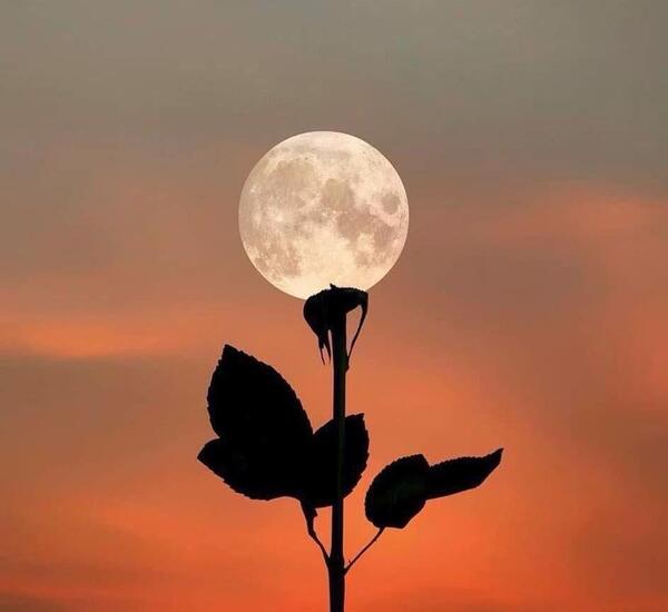 عکس ماه غروب
