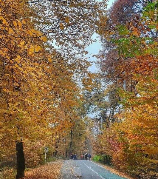 عکس از طبیعت جنگل
