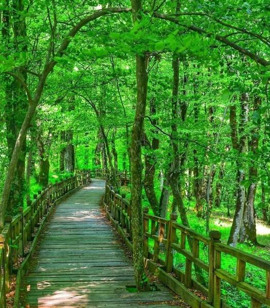 عکس از طبیعت جنگل