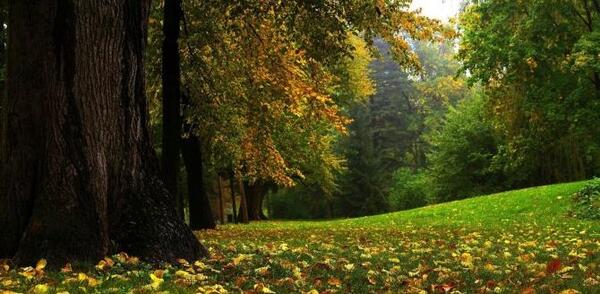 عکس از طبیعت جنگل