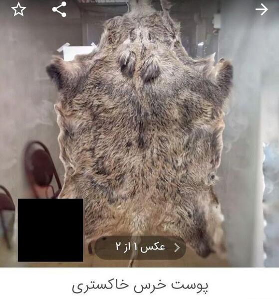 عکس عقاب خشک شده