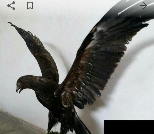 عکس عقاب خشک شده