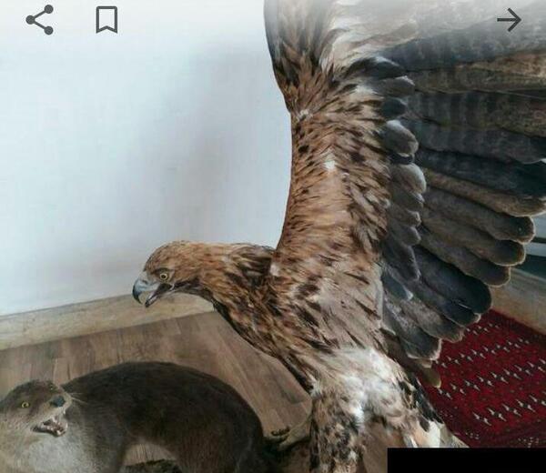 عکس عقاب خشک شده
