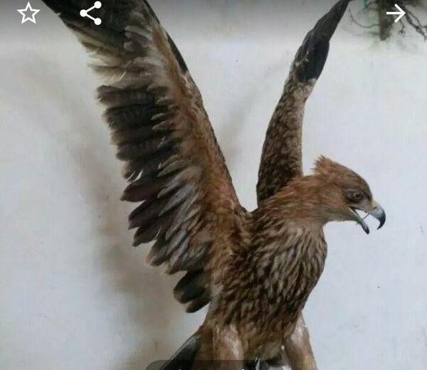 عکس عقاب خشک شده