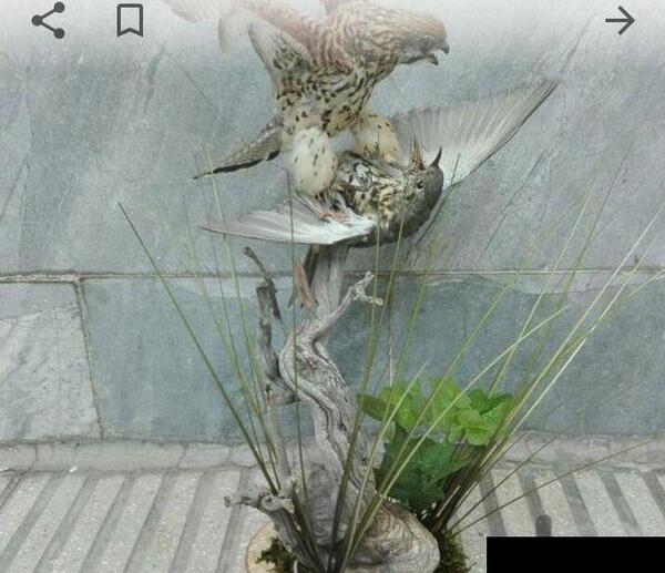 عکس عقاب خشک شده