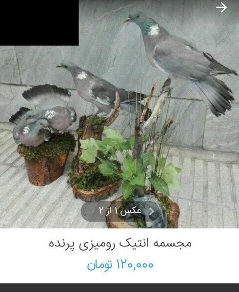 عکس عقاب خشک شده