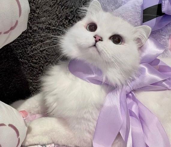 عکس گربه خانگی بامزه