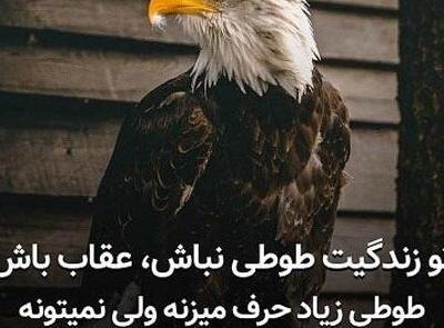 عکس غذای عقاب
