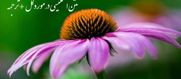 عکس تاتو مادر ب انگلیسی