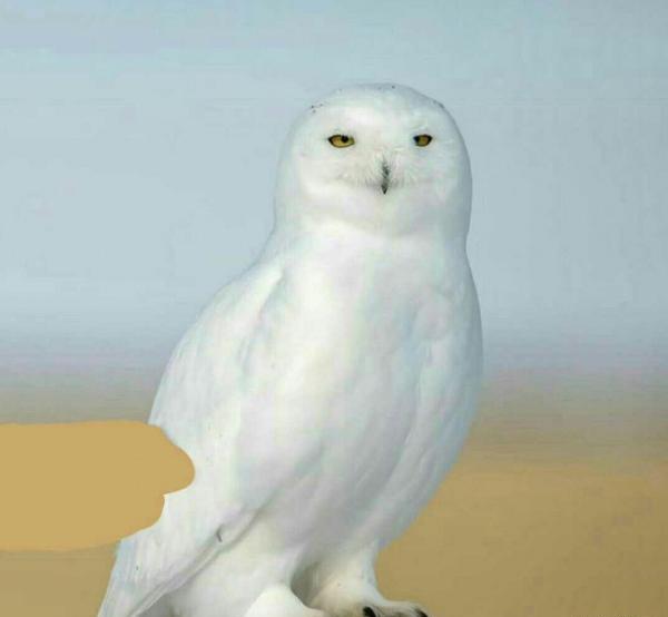 عکس جغد شاخدار