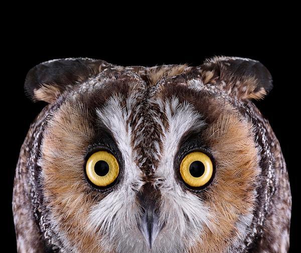 عکس جغد شاخدار