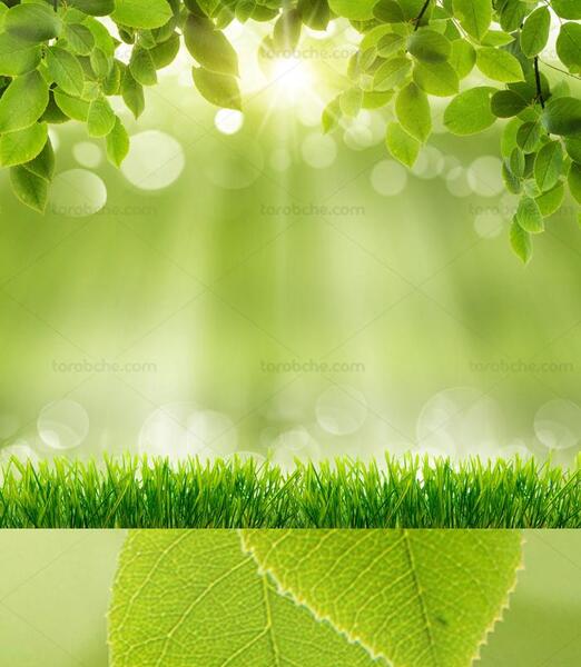 عکس پس زمینه سبز
