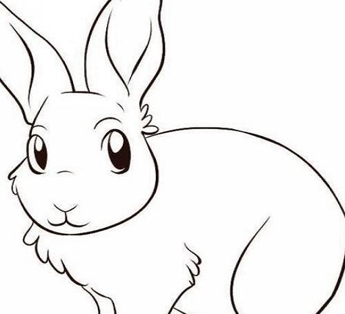عکس حیوانات برای نقاشی