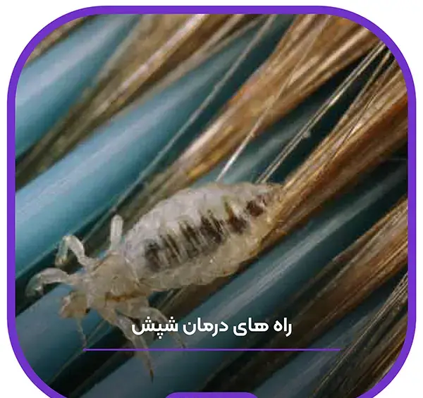 عکس شپش ابرو