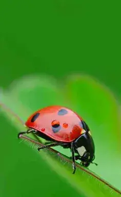 عکس آتش سیزده بدر