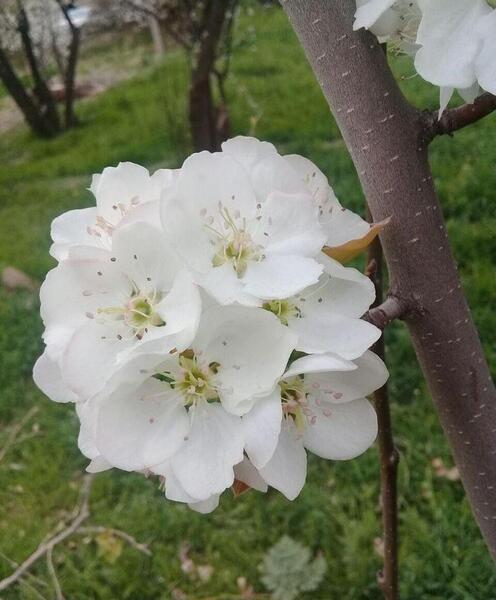عکس از طبیعت عادی
