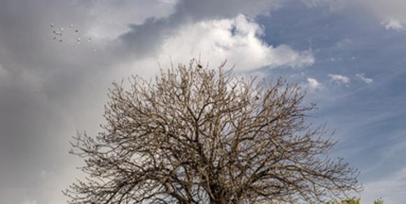 عکس از طبیعت عادی