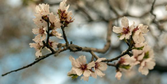 عکس از طبیعت عادی