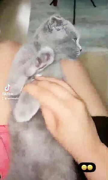 عکس گربه ی نیکا فلاحی