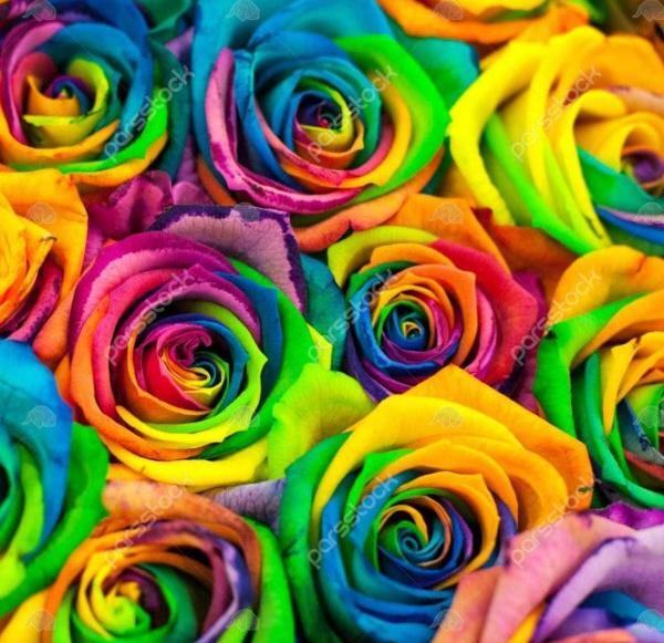 عکس عروس هلندی همه رنگی