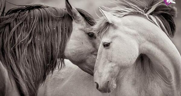 عکس اسب تک شاخ سیاه و سفید