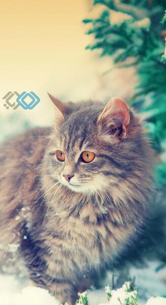عکس پس زمینه گوشی خفن حیوانات