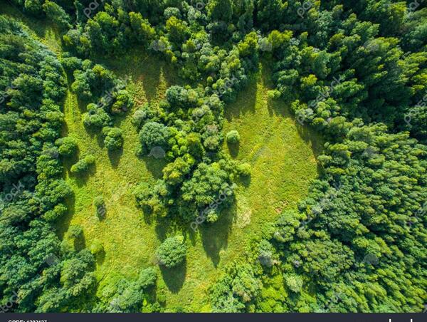 عکس هوایی جنگل